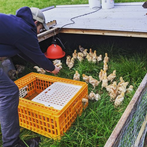 Carousel post from hungryhollowfarm.