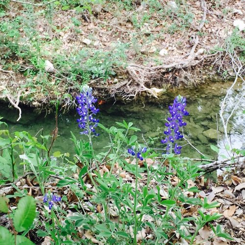 Photo post from kerisellsaustin.