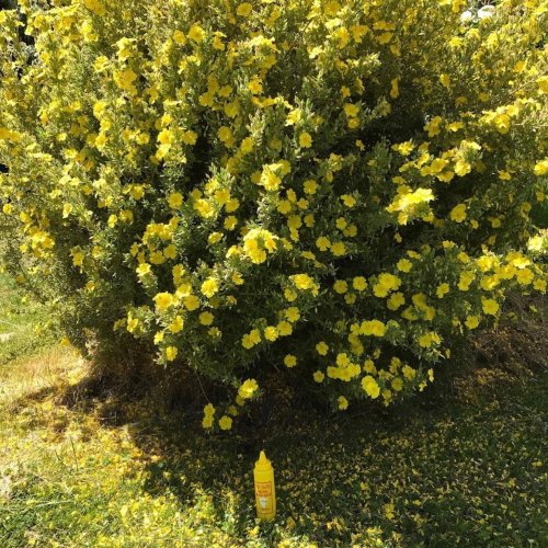 Photo post from oldyellamustard.