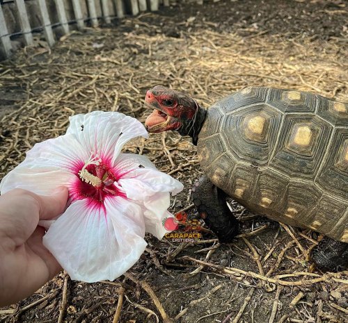 Photo post from carapacecritters.