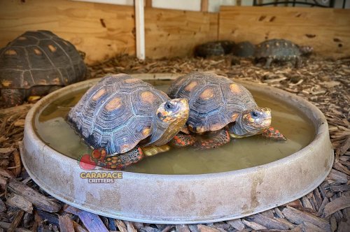 Photo post from carapacecritters.