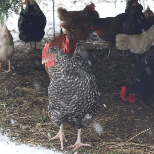 Carousel post from hungryhollowfarm.