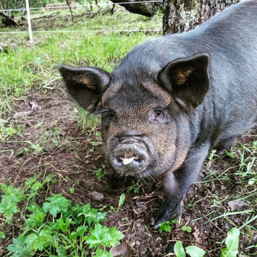 Photo post from hungryhollowfarm.