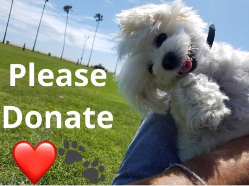 Photo post from familyanimalhospitalcm.