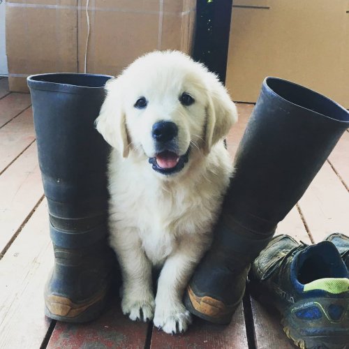 Photo post from hungryhollowfarm.