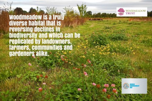 Photo post from woodmeadowtrust.