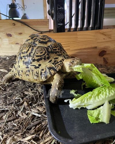 Photo post from carapacecritters.