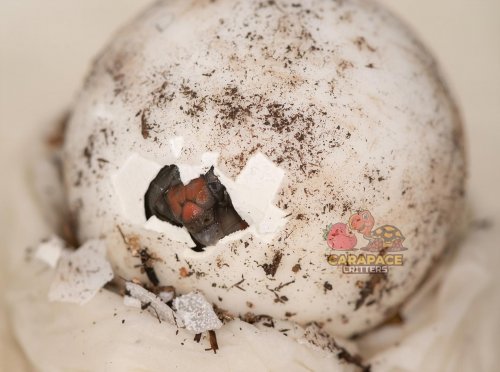 Photo post from carapacecritters.