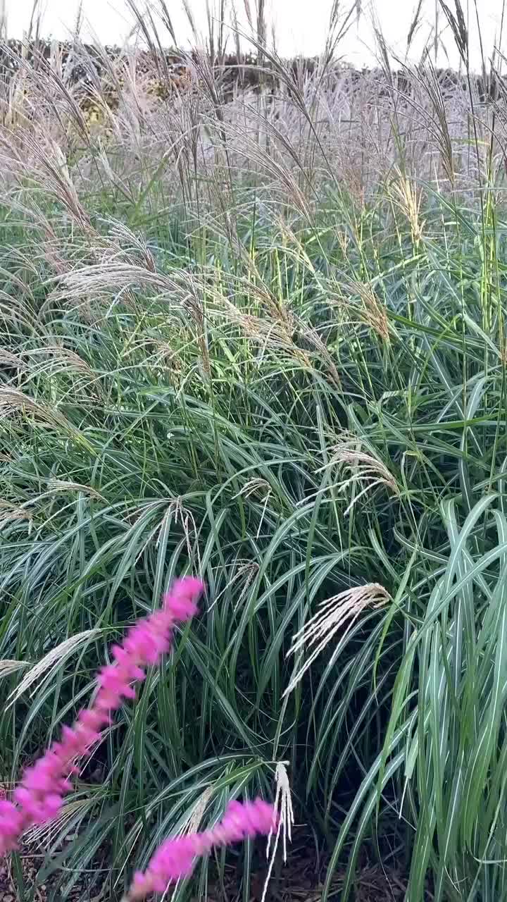 Video post from sussexprairies.