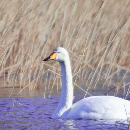 Photo post from jj_sipinen.