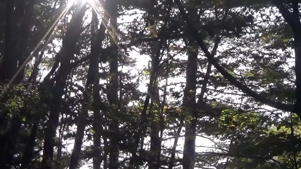 Video post from erichstem.