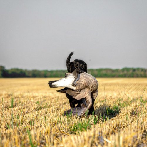 Photo post from northernskiesoutfitters.