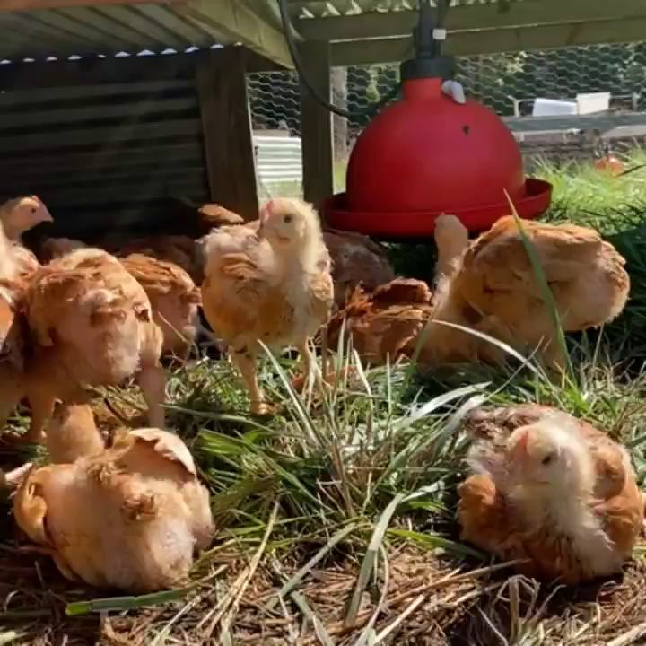 Video post from hungryhollowfarm.