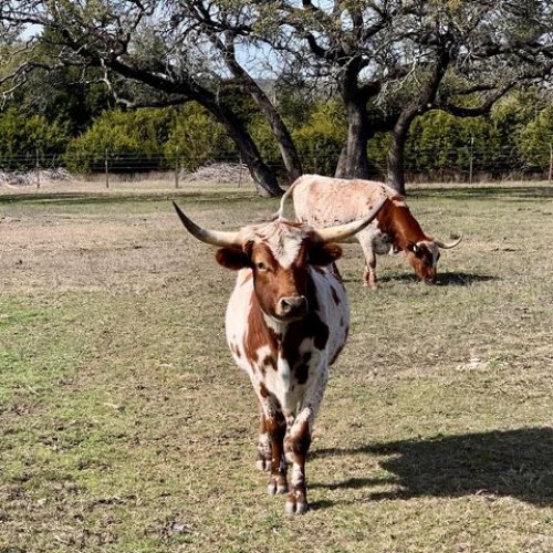 Carousel post from kerisellsaustin.