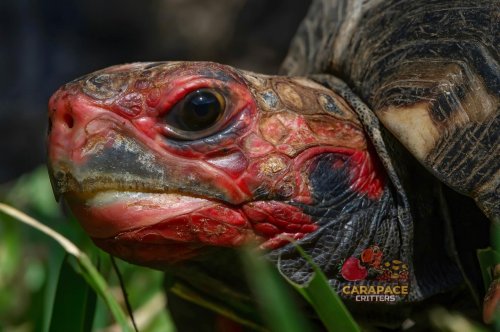 Photo post from carapacecritters.