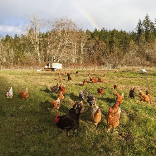 Photo post from hungryhollowfarm.