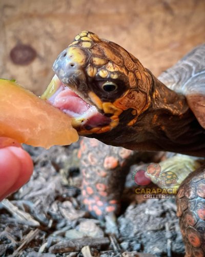 Carousel post from carapacecritters.