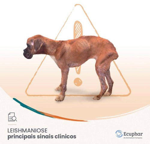 Photo post from clinica_veterinaria_dourosul.