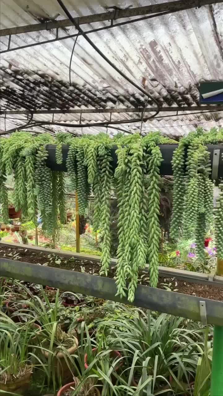 Video post from purkinje_crazyforplants.