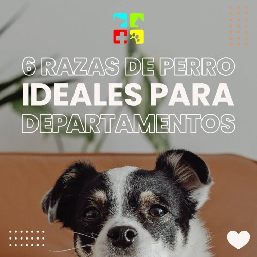 Carousel post from medicalpettj.