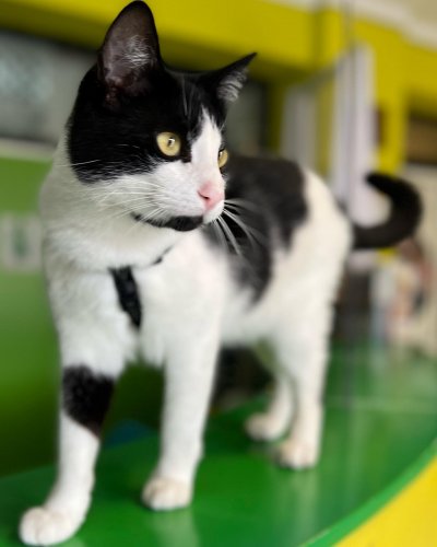 Photo post from clinica_veterinaria_dourosul.