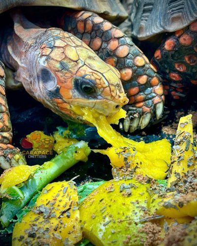 Photo post from carapacecritters.