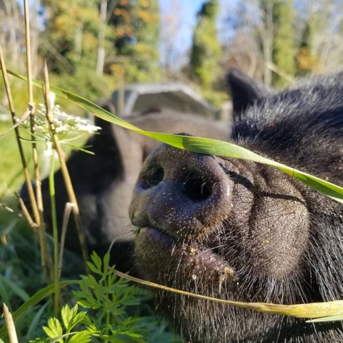 Photo post from hungryhollowfarm.