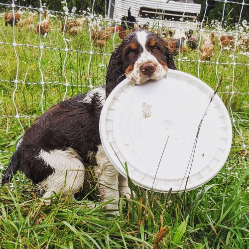 Photo post from hungryhollowfarm.