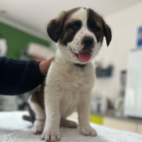 Photo post from clinica_veterinaria_dourosul.