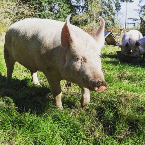 Photo post from hungryhollowfarm.