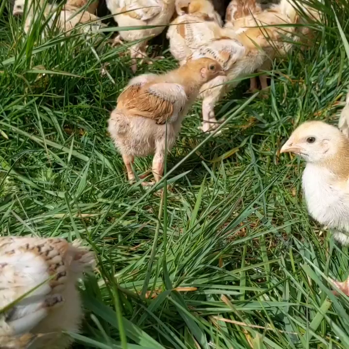 Video post from hungryhollowfarm.