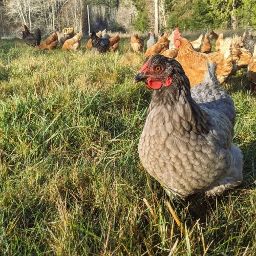 Photo post from hungryhollowfarm.