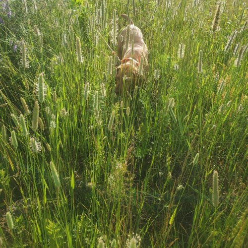 Carousel post from reddogguideservice.