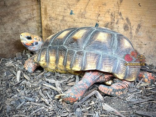 Photo post from carapacecritters.