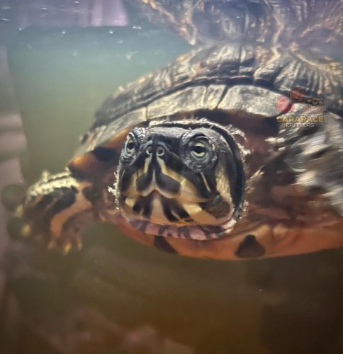 Photo post from carapacecritters.