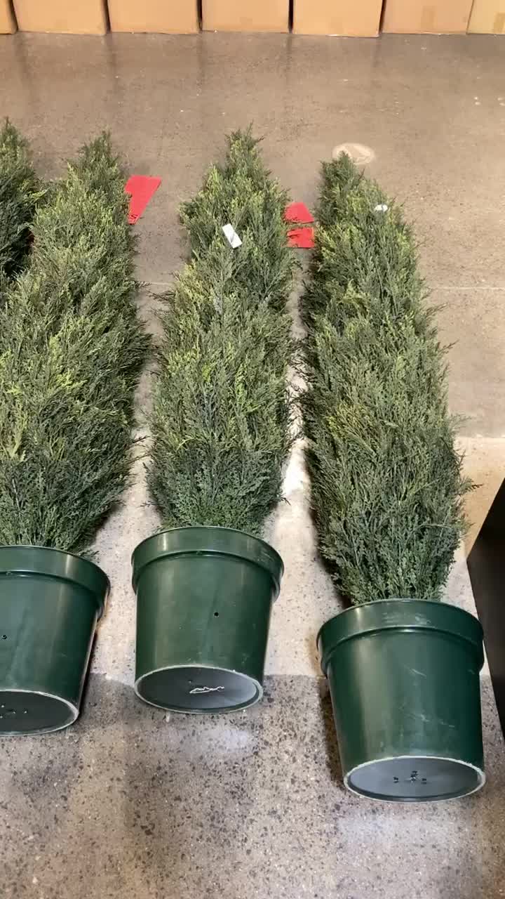 Video post from silkplant.