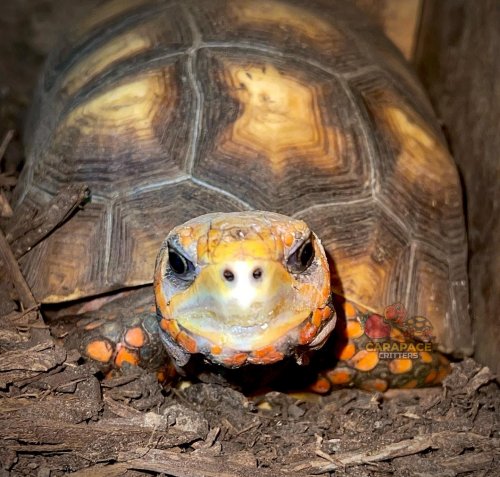 Photo post from carapacecritters.