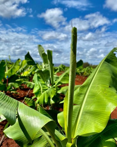 Photo post from howefarming.