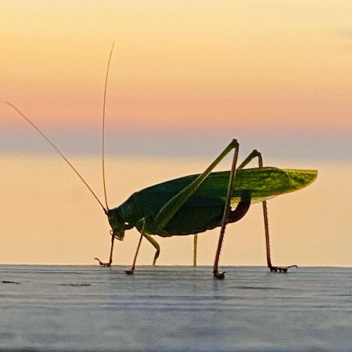 Carousel post from freyaetthor.