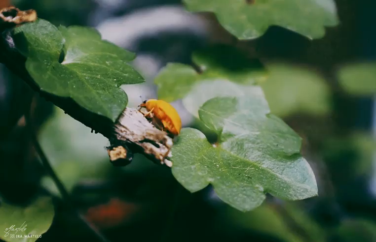 Video post from ira.martelo.