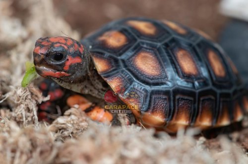 Photo post from carapacecritters.