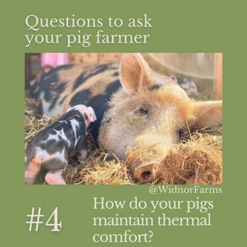 Carousel post from hungryhollowfarm.