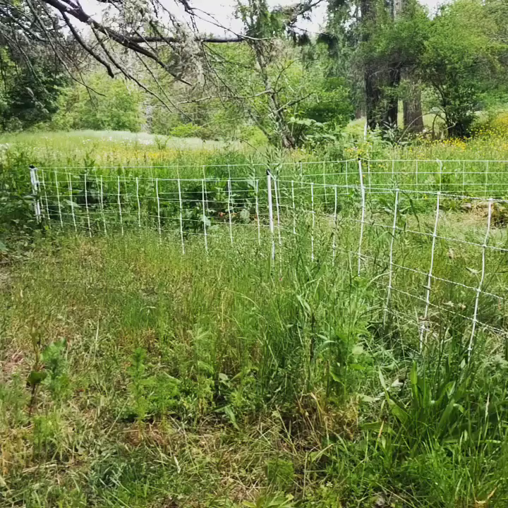 Video post from hungryhollowfarm.