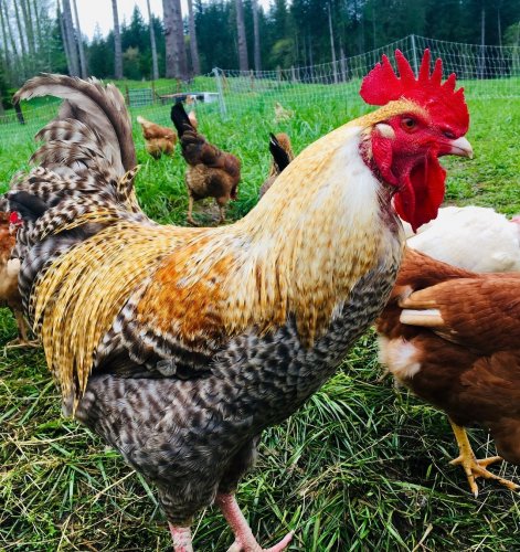 Photo post from hungryhollowfarm.