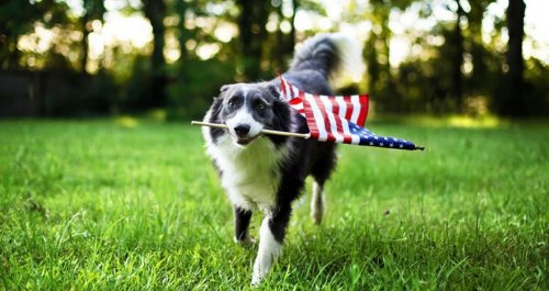 Photo post from familyanimalhospitalcm.