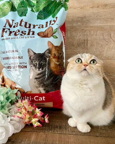 eco shell cat litter