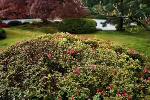 Carousel post from portlandjapanesegarden.
