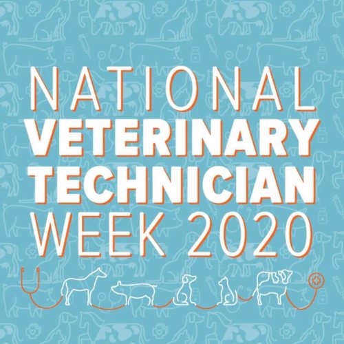 Photo post from familyanimalhospitalcm.