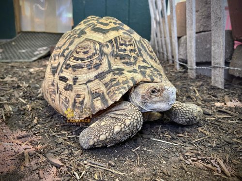 Photo post from carapacecritters.