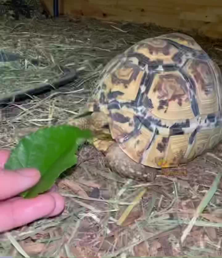 Video post from carapacecritters.